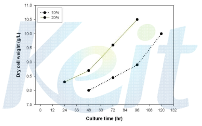 OM1배지에서 접종량 10, 20%의 균사체 수확량 비교 그래프