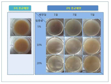 OM1 배지에서 접종량 10, 20%의 morphology 사진