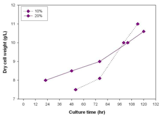 OM2배지에서 접종량 10% 및 20%의 균사체량 비교 그래프