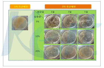 OM2배지에서 접종량 10% 및 20%의 morphology 사진