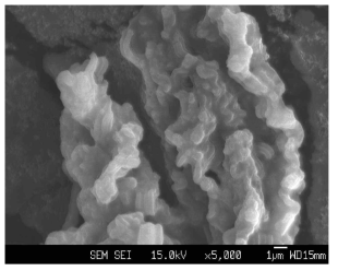 SEM image of mesoporous silica SBA15