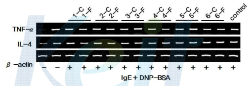 도라지 발효물의 TNF-α 및 IL-4 발현에 대한 효과