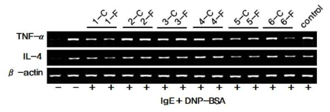 산마 발효물의 TNF-α 및 IL-4 발현에 대한 효과