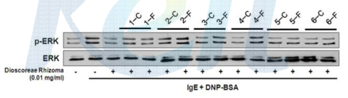 산마 발효물의 ERK 인산화 활성 제어효과
