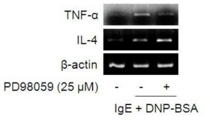 ERK 활성억제에 의한 TNF-α 및 IL-4 발현에 대한 효과