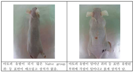 아토피가 유발된 쥐