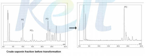 도라지 사포닌의 전환 전 후 HPLC chromatogram 비교