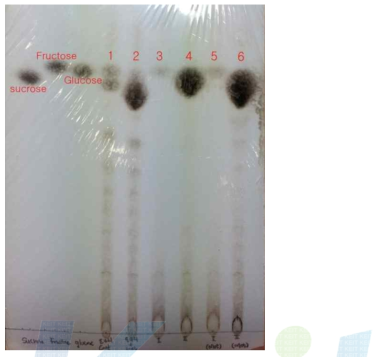 30%의 당을 첨가했을 때 TLC 결과