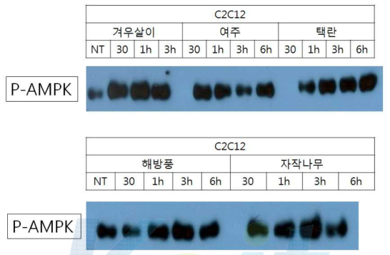 자생식물별 AMPK 활성능력 측정