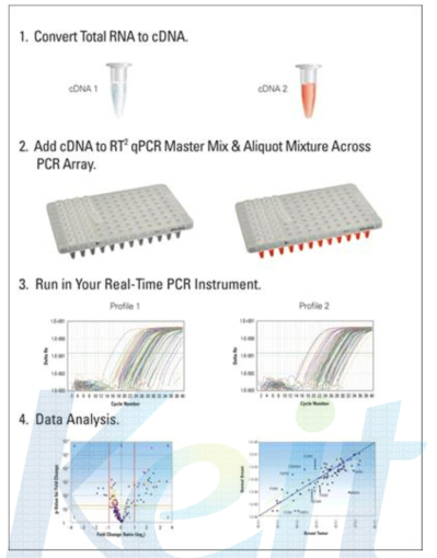 PCR array 분석 방법 모식도