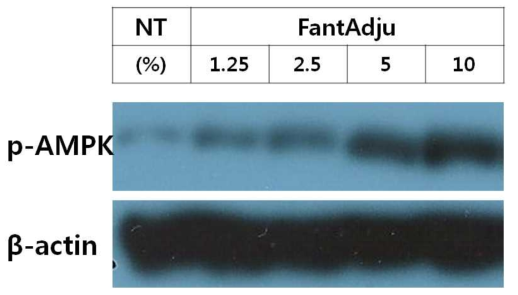 판타쥬의 AMPK 활성화
