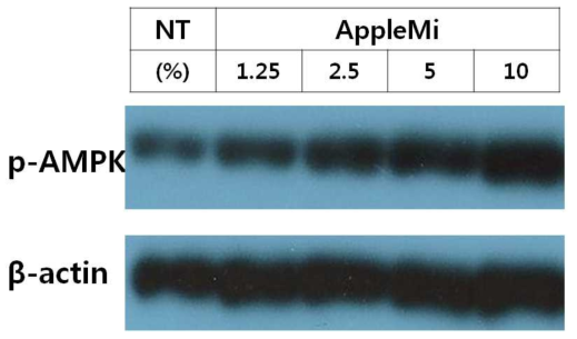 애플미의 AMPK 활성화