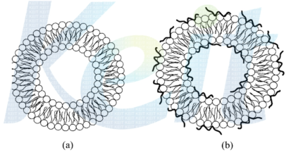 Schematic illustration of control liposome (a) and poly (NIPAAm-co-AAm) copolymer modified liposome (b).