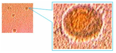 Nano-emulsion containing ginsenosides