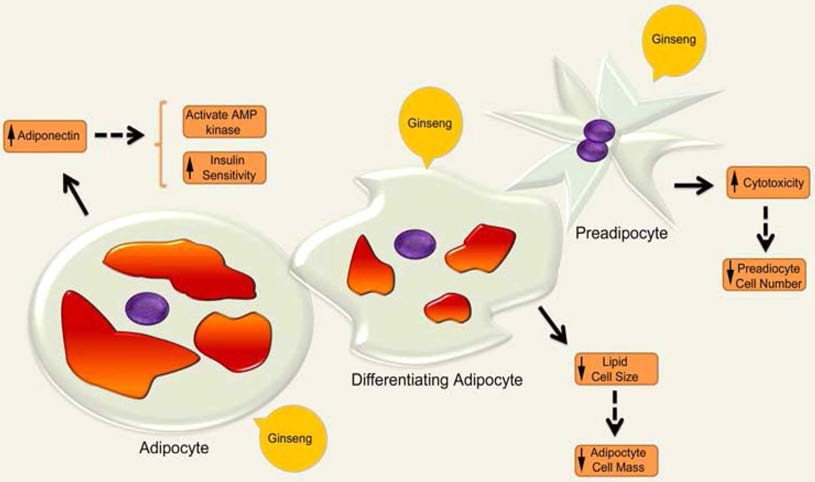 Koeran wild ginseng regulation on cultured 3T3-L1 preadipocyte, differentiating adipocyte and mature adipocyte.