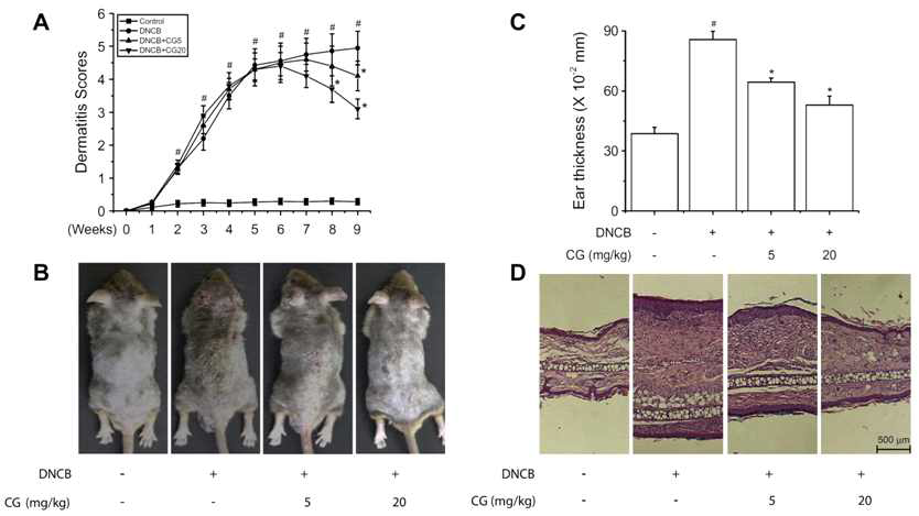 Inhibitory effects of CG on DNCB-induced AD skin symptoms in NC/Nga mice.