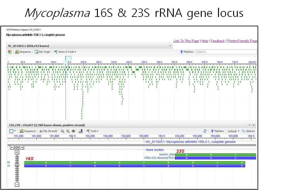 Mycoplasma 생물정보분석을 위한 16S & 23S rRNA gene locus 분석예시