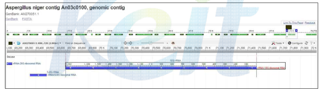 Fungi 생물정보분석을 위한 18S rRNA gene locus 분석예시