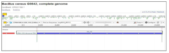 Bacteria 생물정보분석을 위한 16S rRNA gene locus 분석예시