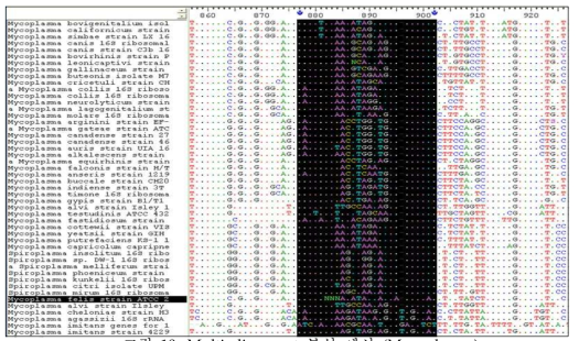 Multi-alignment 분석 예시 (Mycoplasma)