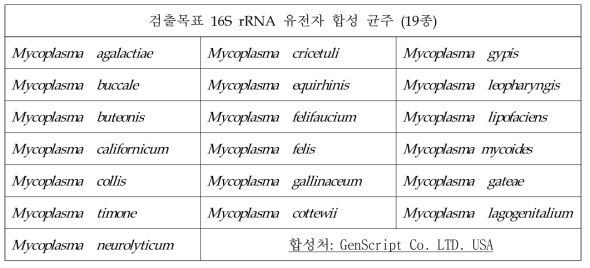 본 과제에서 사용한 마이코플라즈마 16S rRNA 합성 균주