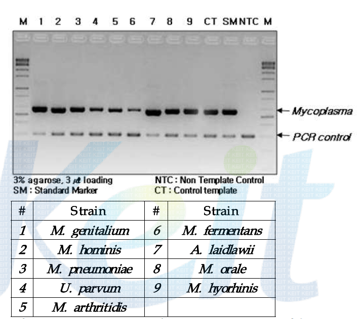 9종 mycoplasma의 conventional PCR 검출