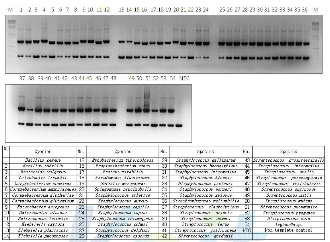 54종 Bacteria 의 conventional PCR 검출