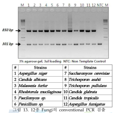 12종 Fungi의 conventional PCR 검출