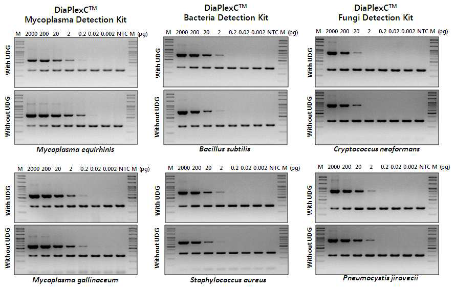 Mycoplasma PCR 증폭산물의 blast 검색 결과 예시