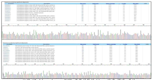 Mycoplasma PCR 증폭산물의 blast 검색 결과 예시