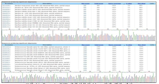Bacteria PCR 증폭산물의 blast 검색 결과 예시