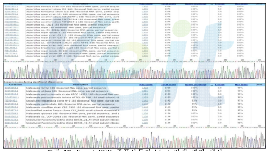 Fungi PCR 증폭산물의 blast 검색 결과 예시
