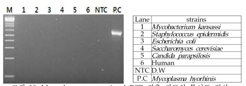 Mycoplasma conventional PCR 검출 키트의 특이도 검사