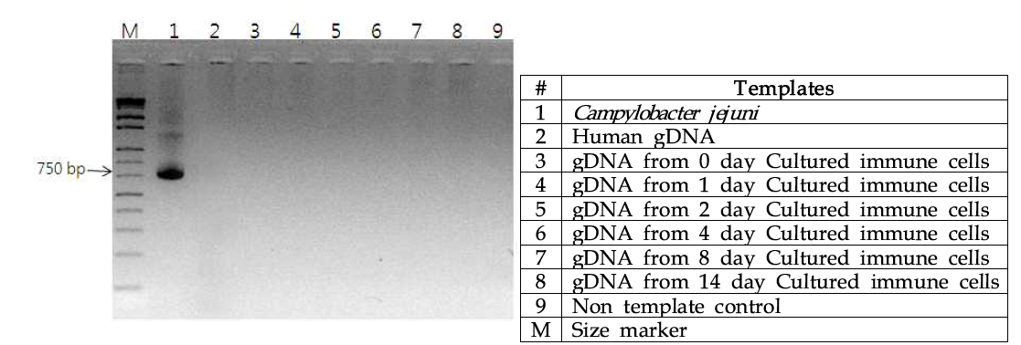 Bacteria conventional PCR 검출 키트의 특이도 검사