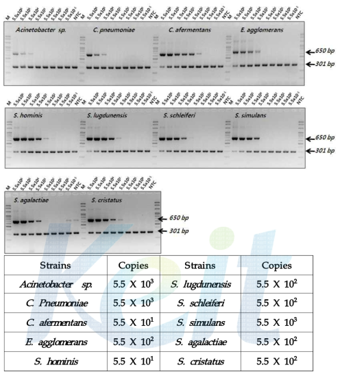 Bacteria conventional PCR 검출 키트의 민감도 (LOD) test