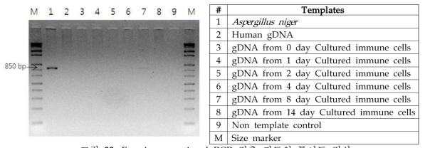 Fungi conventional PCR 검출 키트의 특이도 검사