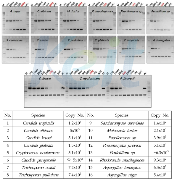 Fungi conventional PCR 검출 키트의 LOD test