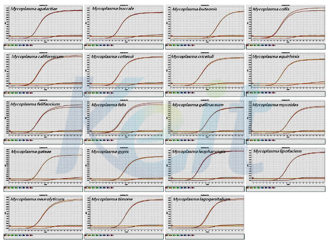 19종 mycoplasma의 real-time PCR 검출 결과