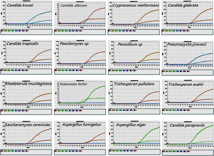 16종 Fungi의 real-time PCR 검출