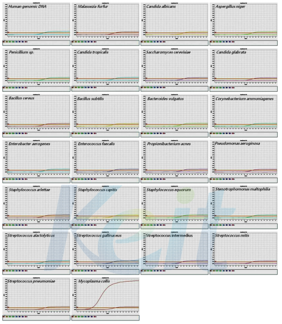 Mycoplasma real-time PCR 검출 키트의 특이도 검사