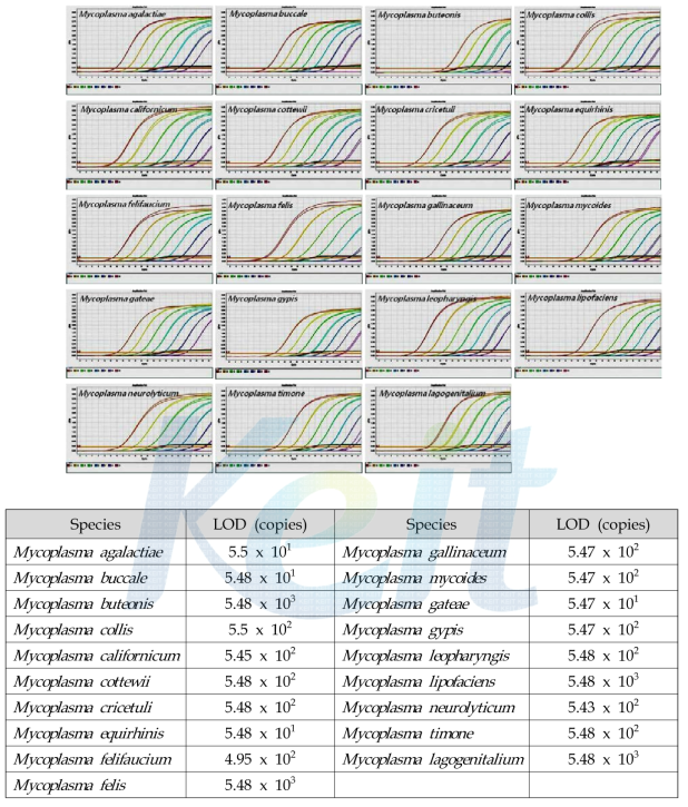 Mycoplasma real-time PCR 검출 키트의 LOD test