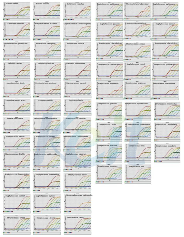 Bacteria real-time PCR 검출 키트의 LOD test