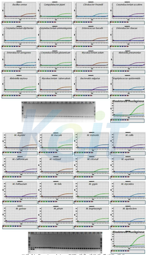 Fungi real-time PCR 검출 키트의 특이도 검사