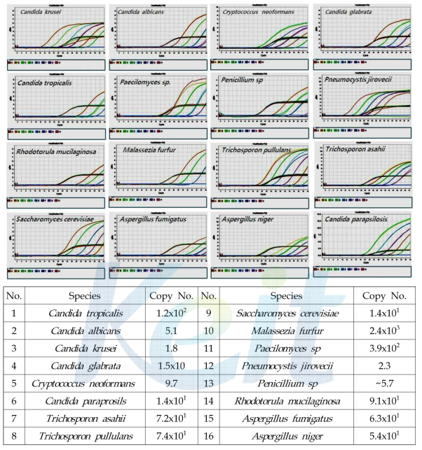 Fungi real-time PCR 검출 키트의 LOD test