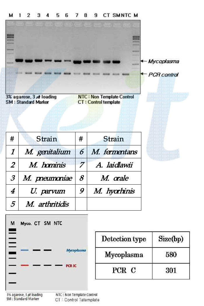 DiaPlexC Mycoplasma Detection Kit 를 이용한 mycoplasma 검출 및 모식도