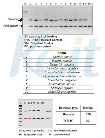 DiaPlexC Bacteria Detection kit 을 이용한 세균 검출 및 모식도