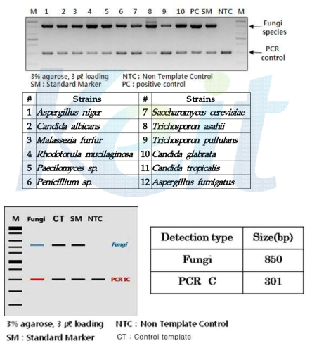 DiaPlexC Fungi Detection kit 을 이용한 세균 검출 및 모식도