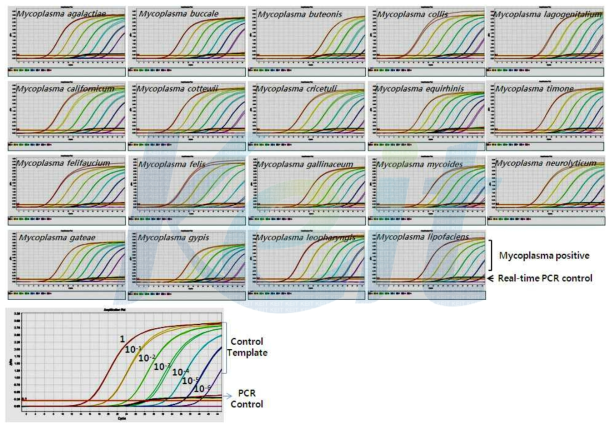 DiaPlexQ Mycoplasma Detection Kit 를 이용한 mycoplasma 검출 및 모식도