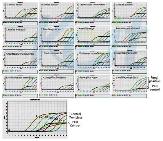 DiaPlexQ Fungi Detection kit 을 이용한 세균 검출 및 모식도