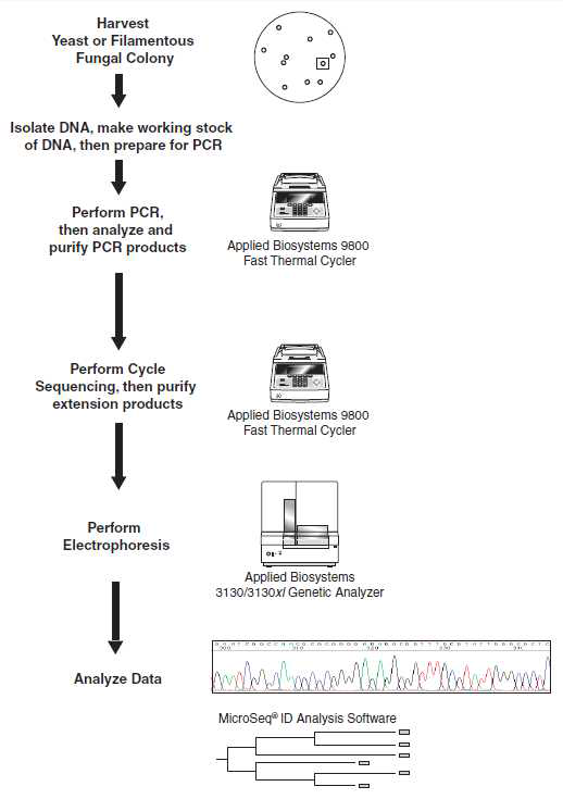 ABI사의 Micro SEQ D2 LSU rDNA Fungal Identification Kit의 검사과정